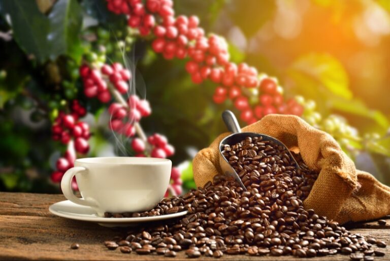 A Guide to Choosing Specialty Coffee Beans and Brewing Equipment