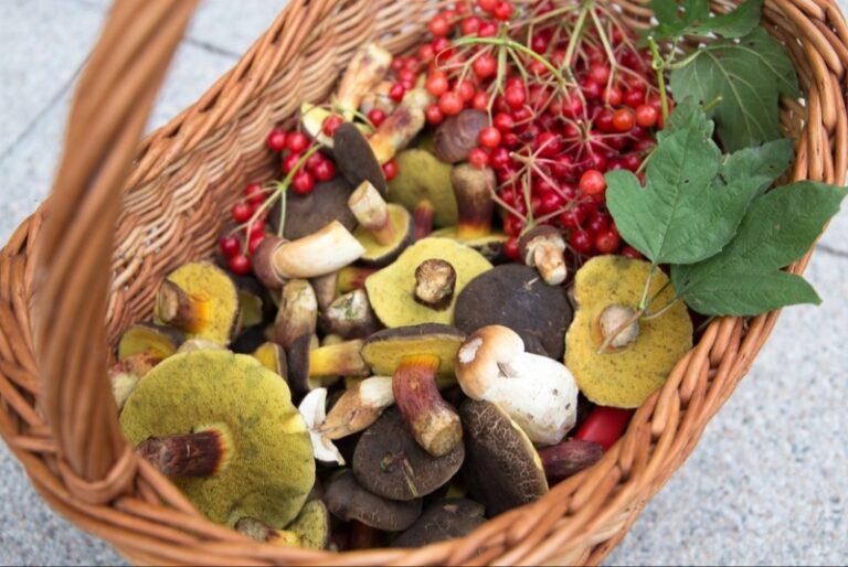 Learn to Forage for Free Food